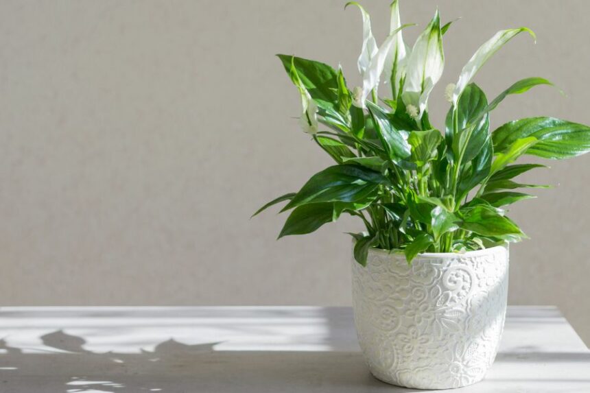 Lys De La Paix Ou Spathiphyllum Comment En Prendre Soin