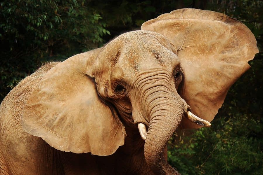 oreille des éléphant pour le biomimetisme