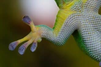 pates de gecko en biomimetisme