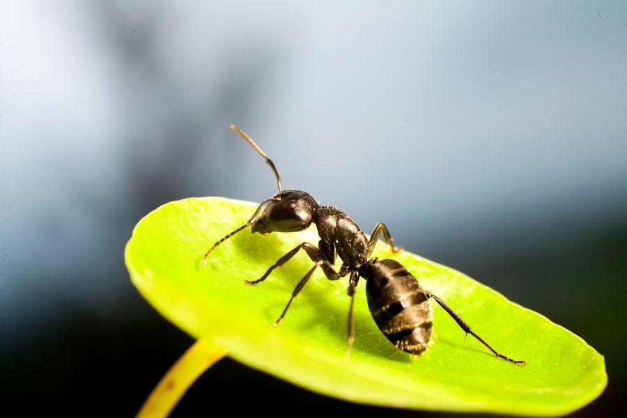 anti fourmi naturel bicarbonate de soude