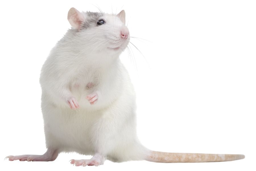 la santé du rat sauvage