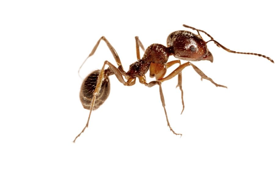 anti fourmi naturel au bicarbonate