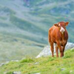 races de vaches de montagne