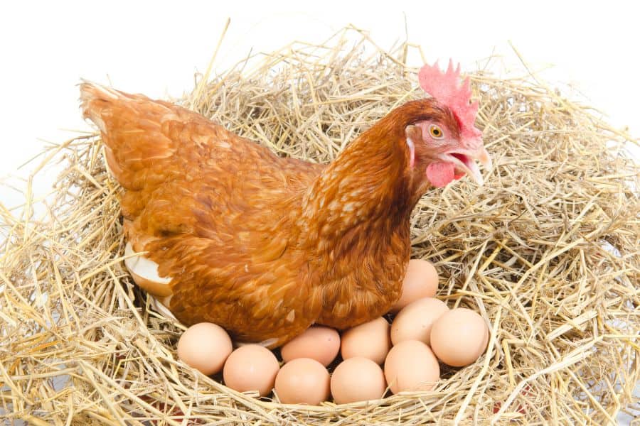 Mes poules ne pondent plus : que faire ? Les causes