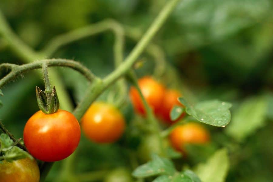 calendrier de la lune pour planter les tomates en 2024