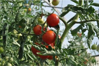 feuilles et fruits de la tomate