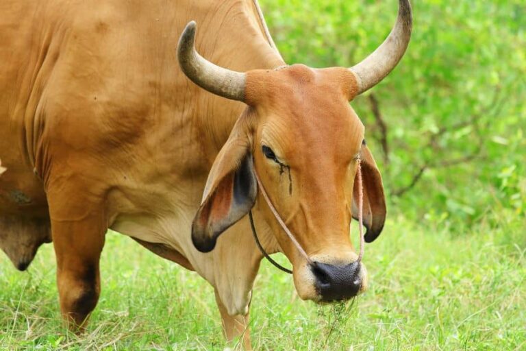 Différence Entre Bœuf Et Taureau Dans L'élevage Des Bovins