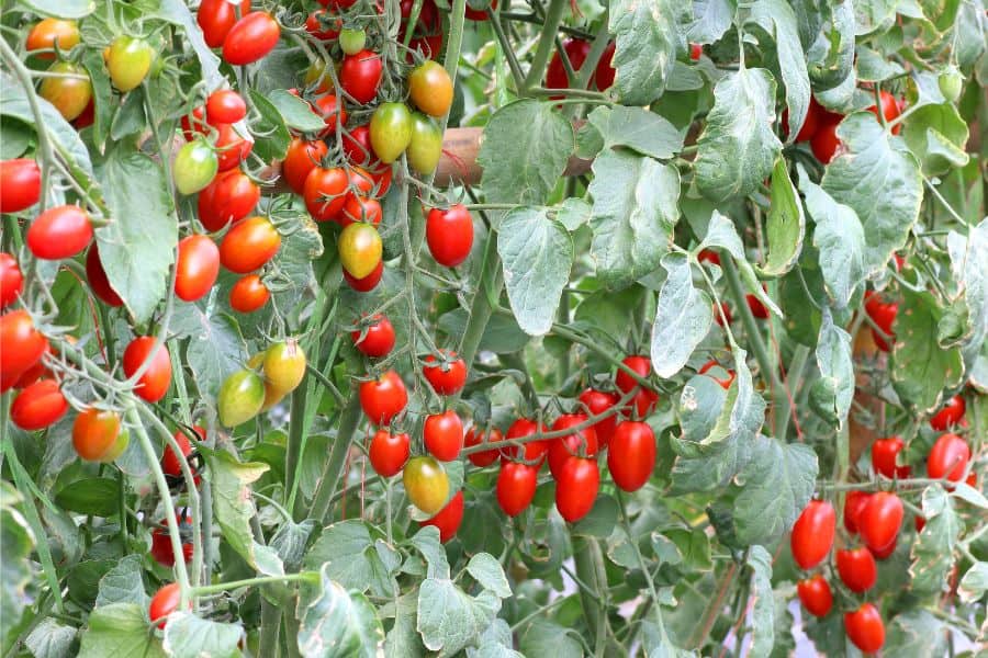 Calendrier Lunaire Tomates 