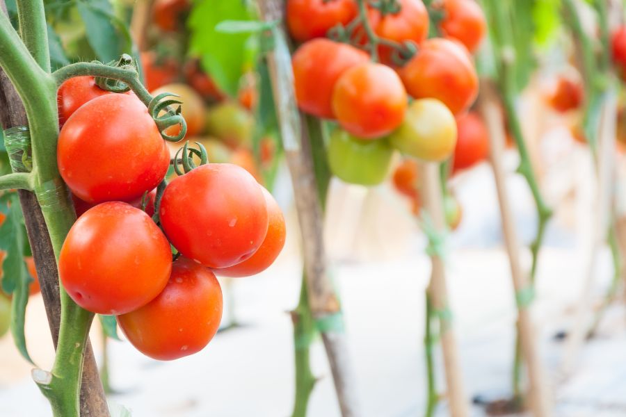 espacement des plants de la tomate