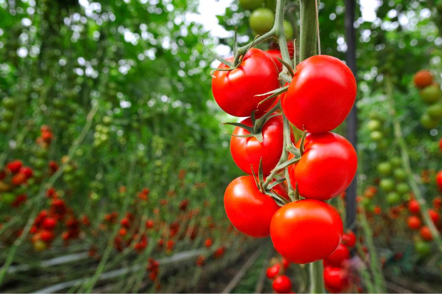 distance de plantation des tomates