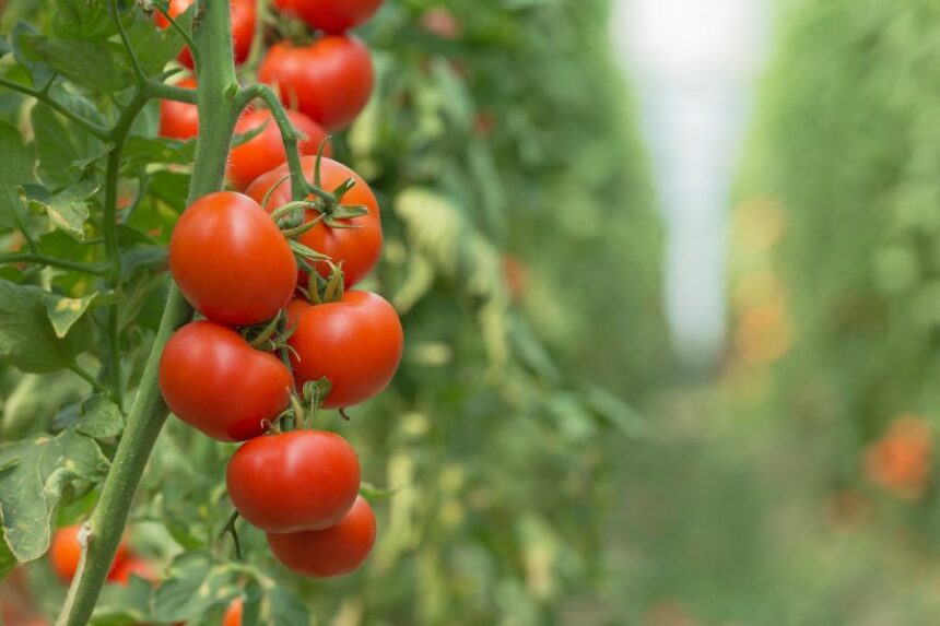 entretien tomates