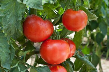 taille des tomates