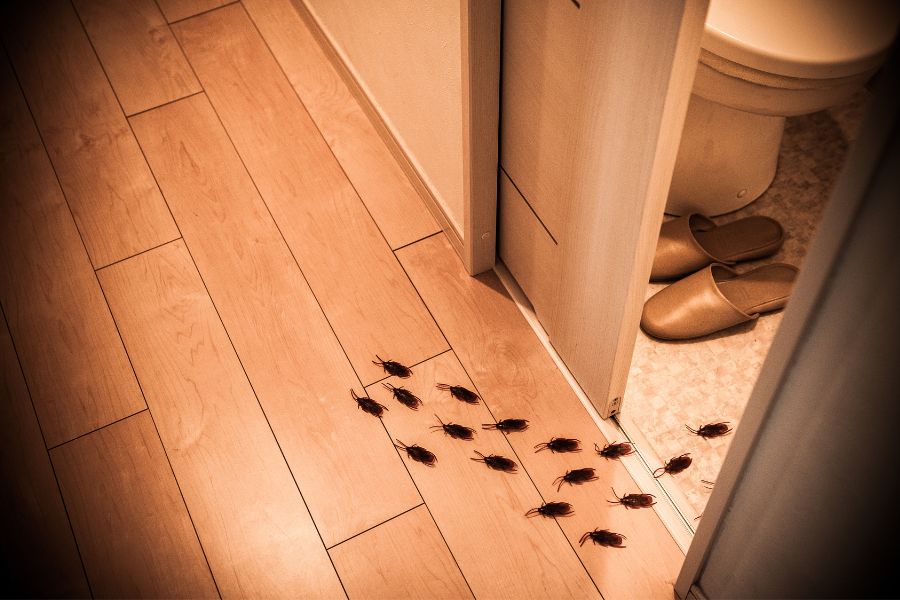 Cafards dans la maison : comment s'en débarrasser simplement