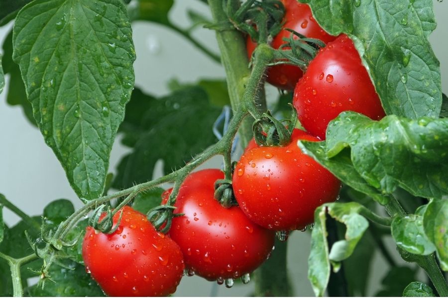 semer les tomates