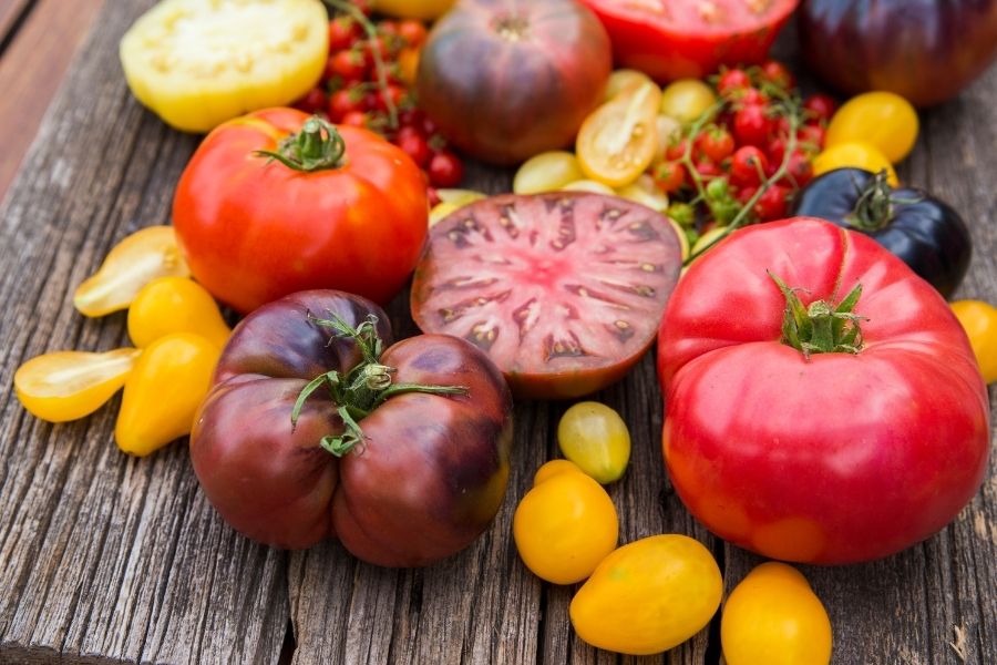 Quand planter des tomates ?