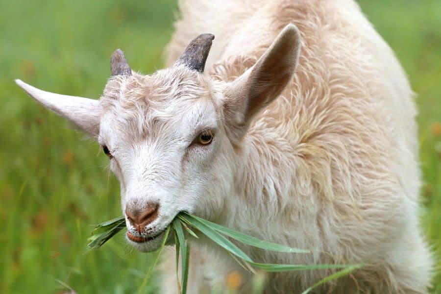 chevre qui mange de l'herbe