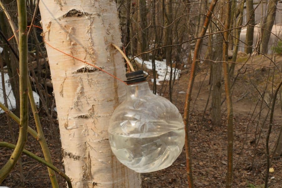 récolte de la sève de bouleau