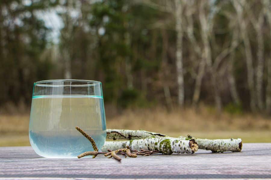 verre de sève de bouleau