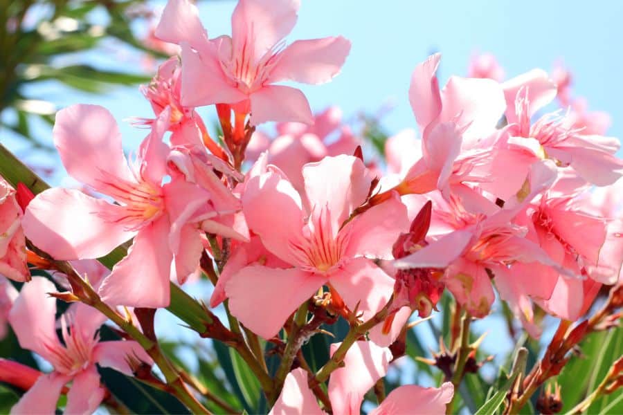 laurier rose toxique pour les chèvres