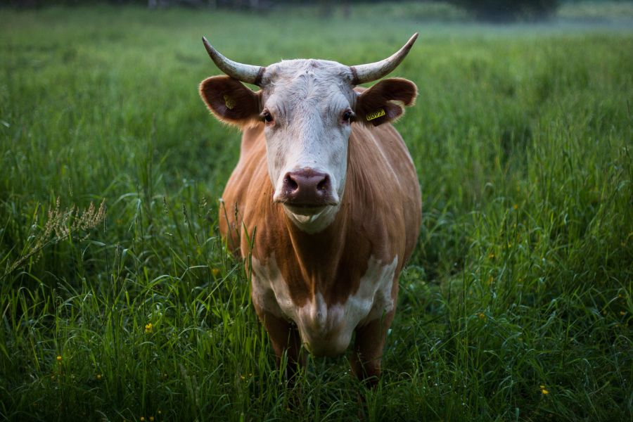 agriculture régénérative et bovins