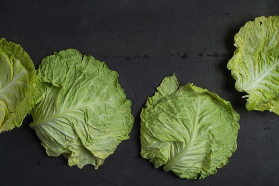 feuilles de chou appliquées en cataplasme