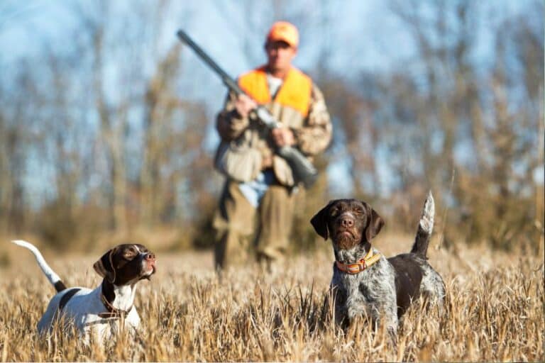 Que faire des vieilles cartouches de chasse ? | Notre Planète Verte