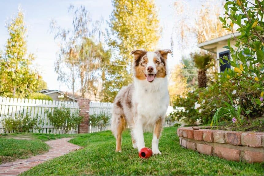 chien dans un jardin