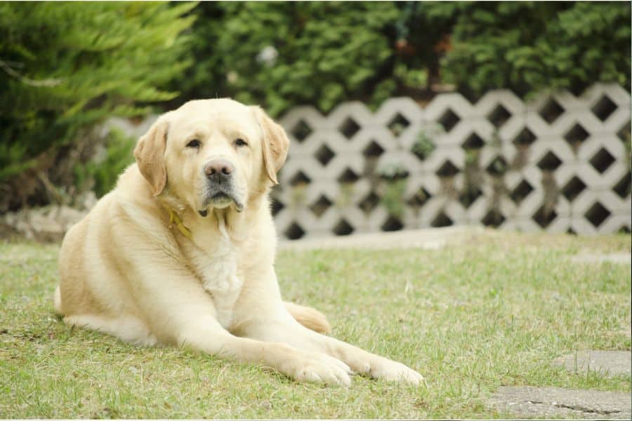 chien triste qui demande à sortir