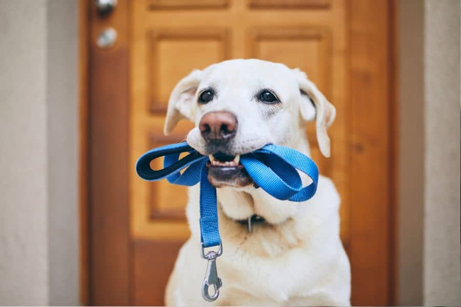 promener son chien