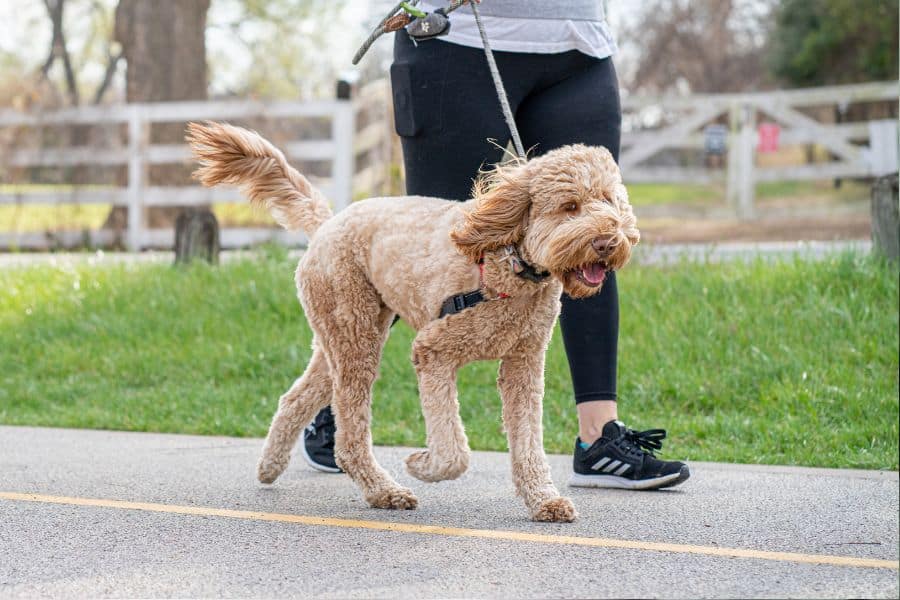 promener son chien2